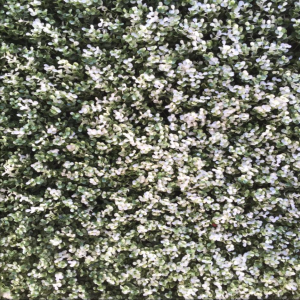 decoracion muro verde cancun